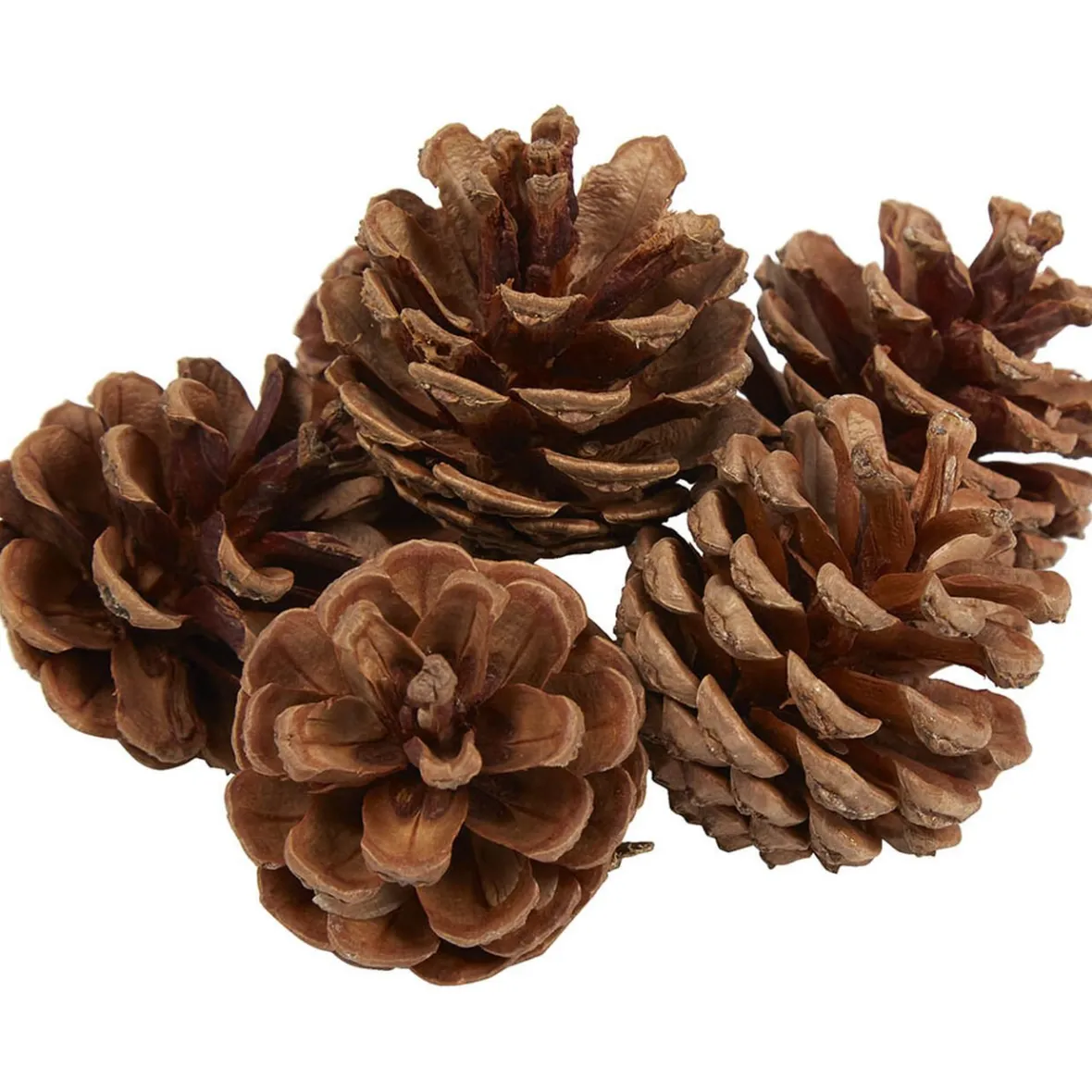 Pomme de pin naturel décoration-Gifi Hot