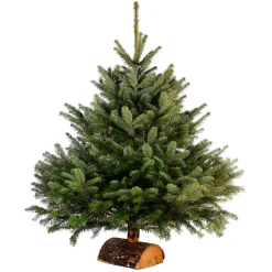 Sapin de Noël naturel Nordmann 175 cm-Gifi Sale